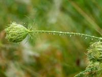 Fruchtstand der Wilden Möhre mit Regentropfen am Stängel